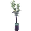 eGarden.store Albero di Limone Pane pianta di limone varietà Pane continua fruttificazione età 2 anni pianta vera venduta da eGarden.store