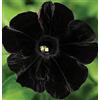Generic 100 semi della pétunia -Black Velvet Petunia, rare variété, résistante, durée balcon, fleur cantiere