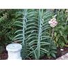 Generic Euphorbia Lathyris Gopher Purge Perennial Seeds! : Seeds Only
