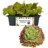 P. Piantine da Orto | Lattuga Gentile rossa, Pianta da Orto o Balcone Pronta al Trapianto, Kit da 9 Piantine, Pianta Vera da Esterno, Vivaio Italiano