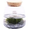 eGarden.store Pianta di Marimo Pianta di Cladophora Aegagropila pianta da interno Alga ornamentale pianta acquatica pianta da arredo pianta vera di Marimo venduta da eGarden.store (Marimo Rock)