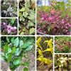 Generic epimedium semi di d'appartamento semi giardino interno resistenti di 15pcs