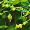 Generic semi di chayote - antiche varietà biologici rare letto rialzato 10pcs