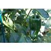 Generic 50 Semi Pasilla Peperoncino Ancho Poblano Biologico, Peperoncino Cile Relleno Verde Seme:Semi