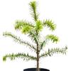 Generisch Araucaria - Abete per gioielli cileno Andentanne Araucaria, 20 - 30 cm, resistente all'inverno
