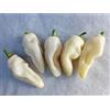 GHINO DI TACCO SEMI PEPERONCINO-HABANERO WHITE GIANT E HABANERO ROYAL GOLD-