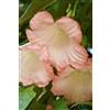 eGarden.store Pianta di Datura Arborea o Brugmansia Arborea pianta ornamentale da esterno con fiori grandi di vari colori pianta vera venduta da eGarden.store (Rosa)