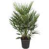 Plantenboetiek.nl Chamaerops Humilis - 90-100cm - Ø21cm - Pianta da giardino