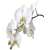 venchunio Semi di orchidea freschi, 70 pezzi