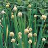 Generic Cipolla gallese Allium fistulosum Perenne