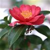 Generic Camelia sasanqua 'Rood' 40-50 cm Vaso - Camellia sasanqua 'Rood' - Fioritura autunnale rossa