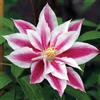 Generic Clematis, Andromeda Seeds - Treasuresbylee - 10 Andromeda by