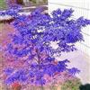 Generic 10 alberi di acero viola giapponese, 100% vero albero, bella piantagione in vaso per interni per forniture da giardino domestico