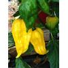 GHINO DI TACCO SEMI PEPERONCINO-FATALI YELLOW-BENI HIGLANDS-JAMAICAN HOT + GUIDA ALLA COLTIVAZIONE