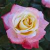 generico AMDGarden Rosa Brevettata Laetitia Casta® Meilland Bicolore Profumata Pianta in Vaso 19 cm Rosa e Bianco