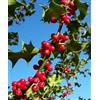 Vivaio di Castelletto Ilex Aquifolium Vaso 18 h120/150 cm dritti ad Astone - Giovane Pianta di Agrifoglio - Ideale per Impostazione ad Alberello - Sempreverde da Esterno - Vivaio di Castelletto