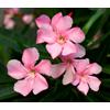 Vivaio di Castelletto Oleandro a cespuglio Rosa Nerium Oleander pianta in vaso ø18 cm Vivaio di Castelletto