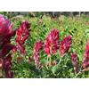 Generico Semi di Sulla con Guscio - Per Semina Diretta | Piante Mellifere per Api | Giardinaggio e Agricoltura | Alta Germinabilità - produzione propria 500 gr