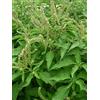 Generic Ocimum gratissimum albero africano Basilico 20 semi