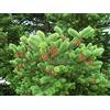 Generico 20 Semi di Abete Greco (Abies Cephalonica)