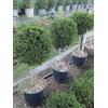 Vivaio di Castelletto Agrifoglio giapponese Ilex crenata pianta ornamentale sempreverde ad alberello a palla in vaso ø28 cm h. 70/80 cm Vivaio di Castelletto