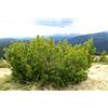 Generico 20 Semi di Pino Mugo (Pinus Mugo) - Conifera Sempreverde Compatta e Resistente al Freddo