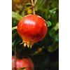 eGarden.store Albero di Melograno pianta di melograno già innestato Età 2 anni pianta da frutto di melagrana pianta vera di melagrana venduta da eGarden.store (Hicaz)