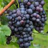 le Georgiche Vivai le Georgiche - Pianta vera di Uva da tavola nera Muscat Bleu Vitis vinifera 'Muscat Bleu' - vaso Ø 15 cm - altezza alla vendita 120-140 cm