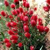 ilpetalorosa PIANTA DI CALLISTEMON V.18 H.60/70 CM SPAZZOLINO ROSSO