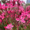 Generic gaura lindheimeri giardino per esterni balcone decorazione giardino semi selvaggio interni balcone parterre 50pcs
