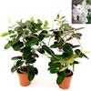 POWERS TO FLOWERS GELSOMINO STEPHANOTIS FLORIBUNDA, ALTEZZA 35CM, 2 PIANTE, IDEALE PER GIARDINI, pianta vera