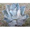 Seeds & Plants Shop by Ipsa Pezzi - 10x Agave Parryi Var. Truncata Agave Giardino Piante - Seme ID716 - Seeds & Plants Shop by Ipsa
