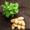 Generic semi di patate da semina-vasi per,da giardino Semi di ortaggi invernali,da giardino Giardino decorativo,200pcs