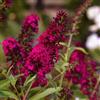 Vivaio di Castelletto Buddleia davidii Royal Red Buddleja Albero delle Farfalle, Pianta in Vaso ø19 cm h 40/60 cm - Vivaio di Castelletto