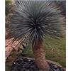 Seeds & Plants Shop by Ipsa Pezzi - 10x Yucca Rostrata Blu Yucca Giardino Piante - Seme ID977 - Seeds & Plants Shop by Ipsa