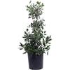 Vivaio Garden Forest, Agrifoglio Ilex Nellie Stevens verde - Arbusto sempreverde a crescita rapida, Foglie verde lucido poco spinose, Fiori bianco crema, Bacche rosso scarlatto decorative, Vaso 18cm