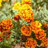 Generic semi di studenti - tagetes patula - primaverile, selvatici ornamentali decorazione resistenti di recisi 250pcs