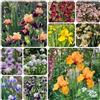 Generic Semi di Iris - da giardino biologici Iris tettoria - da balcone semi di Le perenni sono 600pcs