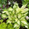 Generic Semi di Hosta - da giardino resistenti all'esterno resistenti per il giardino Semi resistenti 150pcs