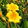 Generic Semi di daylily, Semi di Hemerocallis fulva, esotici Le perenni sono resistenti all'esterno 60pcs