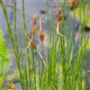 le Georgiche Vivai le Georgiche - Pianta vera di Typha minima Tifa, Lisca minore, Giunco minore - vaso Ø 9 cm