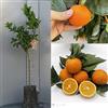 SAVINI VIVAI L'ARTE DI FARE NATURA SAVINI VIVAI Pianta di Arancio Albero di Agrumi Arancio Cara Cara in Fitocella Altezza 100-120 cm di 1 Anno di innesto Made Italy