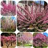 Generic semi di mandorlo, regali per gli amanti del giardino Prunus triloba, esterno resistenti da esterno autunnali resistenti rare vecchie varietà arbusti a crescita 15pcs