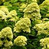 le Georgiche Vivai le Georgiche - Pianta vera di Hydrangea paniculata Mojito Hydrangea macrophylla 'Grhp10' Ortensia paniculata 'Mojito' - vaso Ø 18 cm