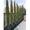 Vivaio di Castelletto Cipresso toscano Cupressus sempervirens Totem pianta sempreverde in mastello ø45 cm h. 220/240 cm FOTO REALE Vivaio di Castelletto