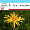 SAFLAX - Confezione regalo - Arnica - 40 semi - Arnica montana