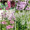 Generic Semi di Angelonia, decorazione da giardino per esterni Angelonia angustifolia, semi di da balcone resistenti perenni 50pcs