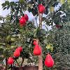 Generic Semi di pomelo, Citrus Maxima, esotiche resistenti da balcone resistenti frutteto 35pcs