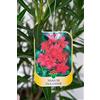 Vannucci Piante - Nerium oleander, Oleandro, Pianta vera in vaso (Rosso)