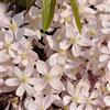 le Georgiche Vivai le Georgiche - Pianta vera di Clematis armandii Apple Blossom - vaso Ø 15 cm